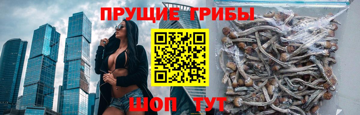 Галлюциногенные грибы Cubensis Балтийск